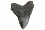Serrated, Fossil Megalodon Tooth - South Carolina #214684-2